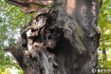 baum,alt,wald
