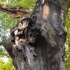 baum,alt,wald