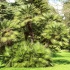 baum,grün