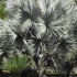 baum