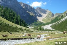 berge,kühe,natur