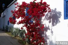 blume,mauer,rot