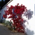 blume,mauer,rot
