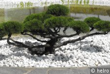 bonsai,steine