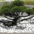 bonsai,steine