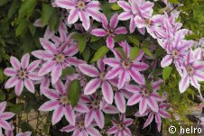 clematis,lila,weiß