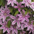 clematis,lila,weiß