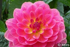 dahlie,rosa