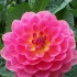 dahlie,rosa