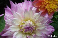 dahlien,lila