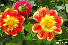 dahlien,rot,gelb
