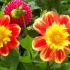 dahlien,rot,gelb