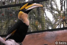 doppelhornvogel