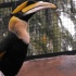 doppelhornvogel