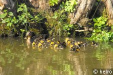 ente,entenküken