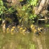 ente,entenküken