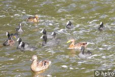 enten,wasser