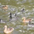 enten,wasser