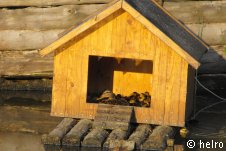 entenhaus,ente,entenküken
