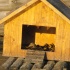 entenhaus,ente,entenküken