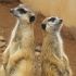 erdmännchen