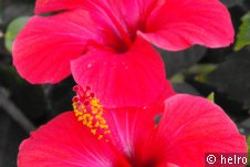 hibiskus,rosa