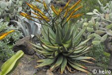 kakteen,aloe vera