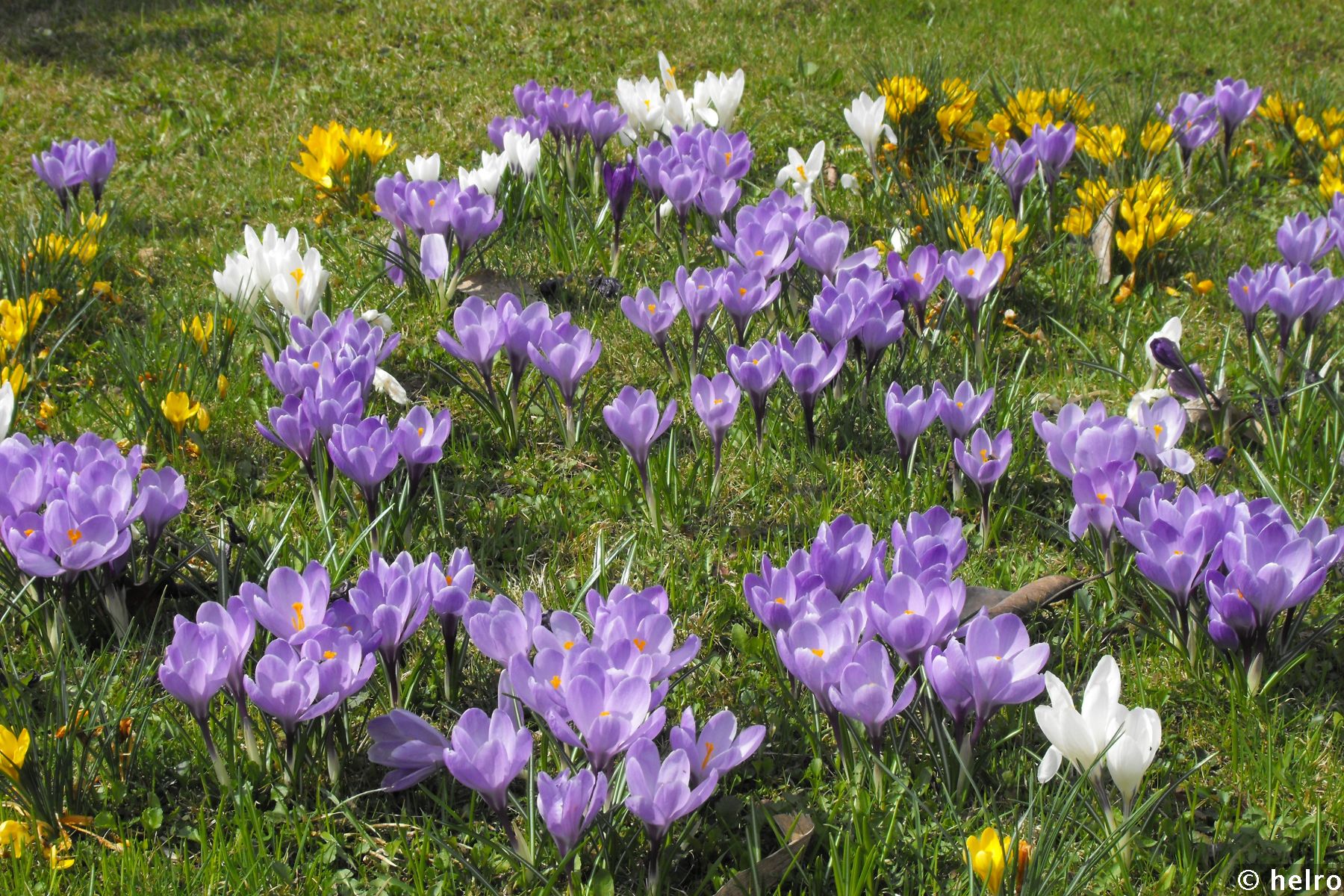 krokusse,lila,gelb,weiß
