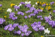 krokusse,lila,gelb,weiß