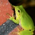 laubfrosch,mauer