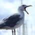 möwe