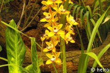 orchidee,gelb