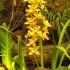 orchidee,gelb