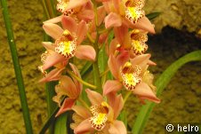 orchidee,orange