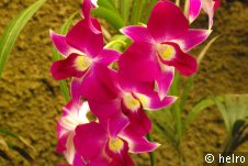 orchidee,pink,erde