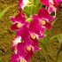 orchidee,pink,erde