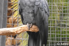 papagei,grau,schwarz,käfig