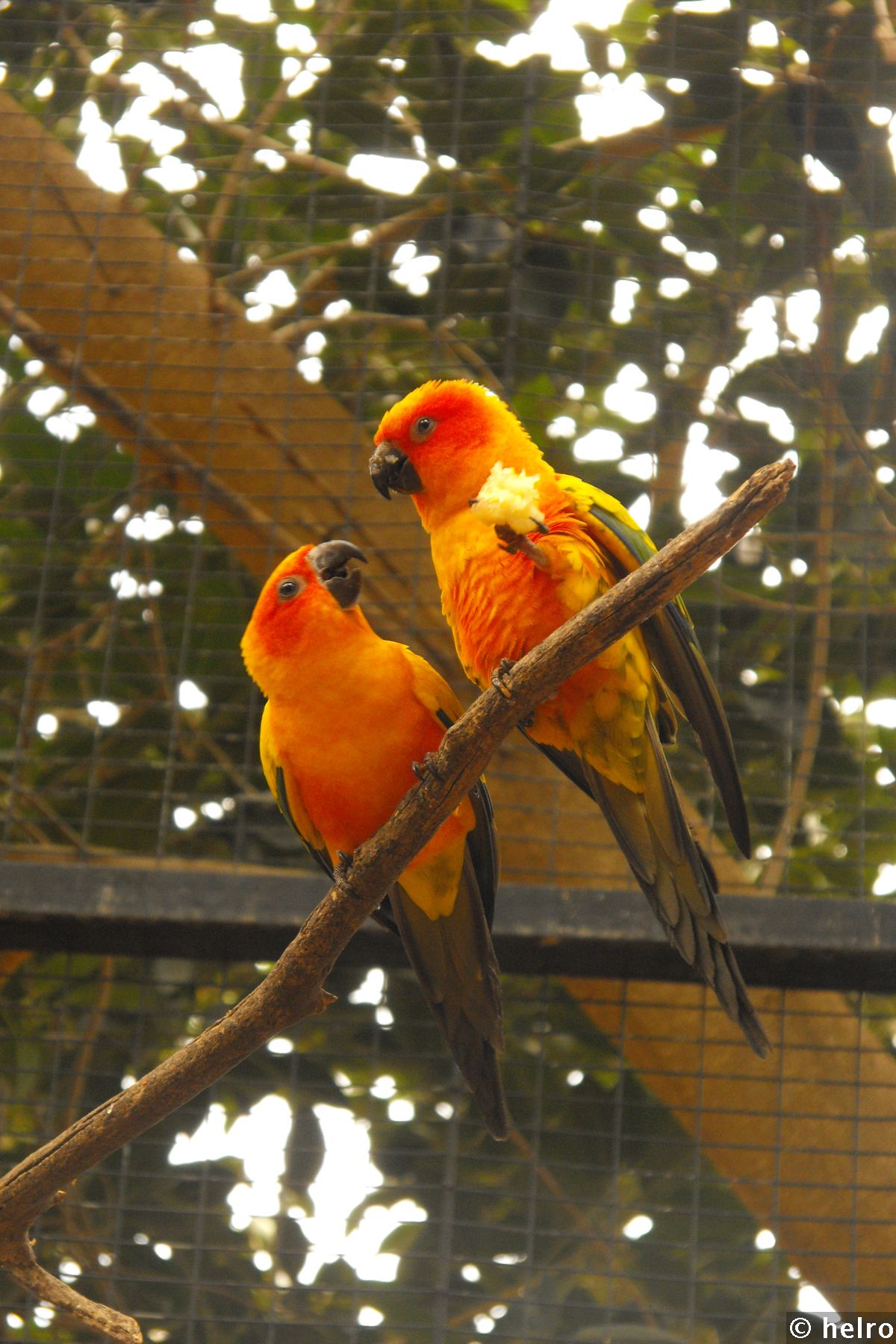 papageien,orange,ast