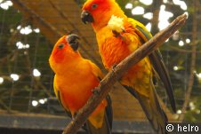papageien,orange,ast