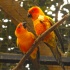 papageien,orange,ast