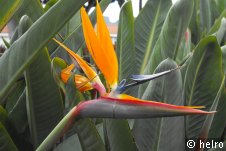paradiesvogelblume,königs-strelitzie