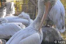 pelikan,wasser