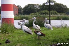 pelikane,leuchtturm