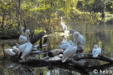 pelikane,teich