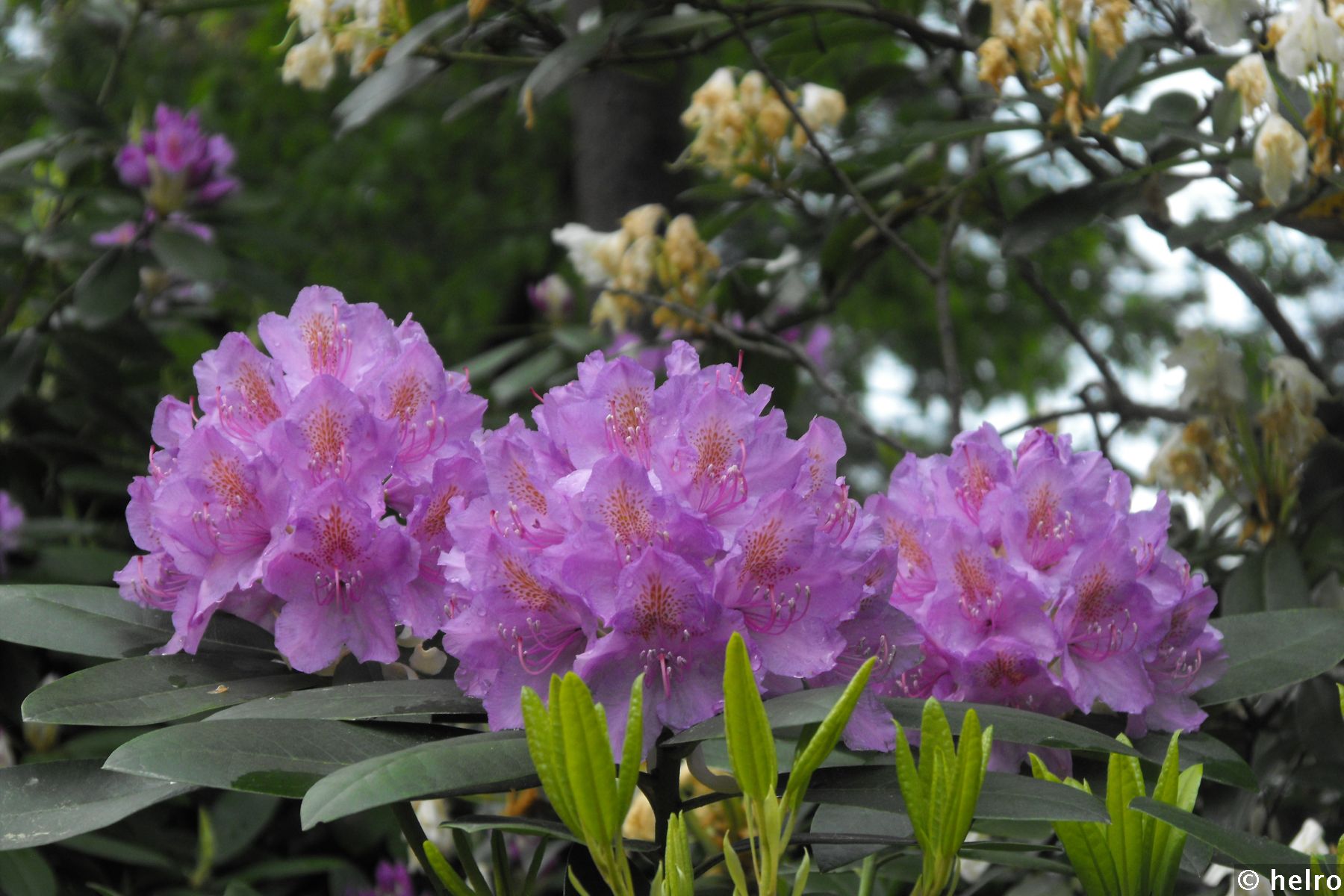 rhododendron,lila