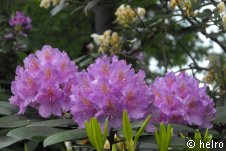 rhododendron,lila
