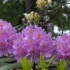 rhododendron,lila