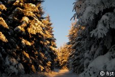 schnee,wald,winter,sonne