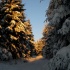schnee,wald,winter,sonne