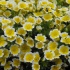 spiegeleiblumen